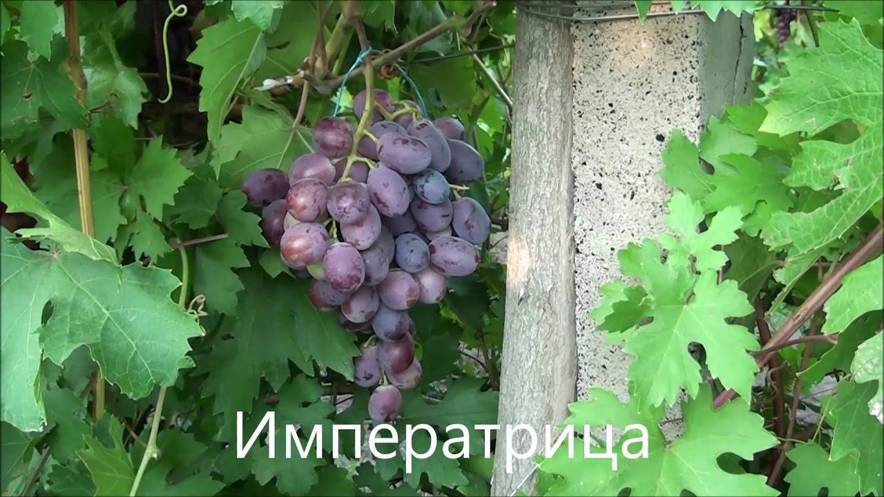 Полив и подкормка